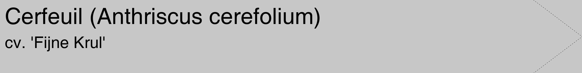 Étiquette de : Anthriscus cerefolium cv. 'Fijne Krul' - format c - style noire15_simple_simplehel avec comestibilité