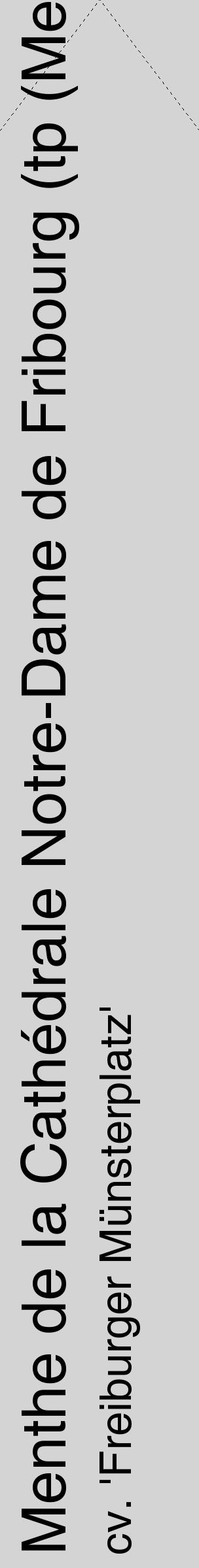 Étiquette de : Mentha cv. 'Freiburger Münsterplatz' - format c - style noire40_simple_simplehel avec comestibilité - position verticale