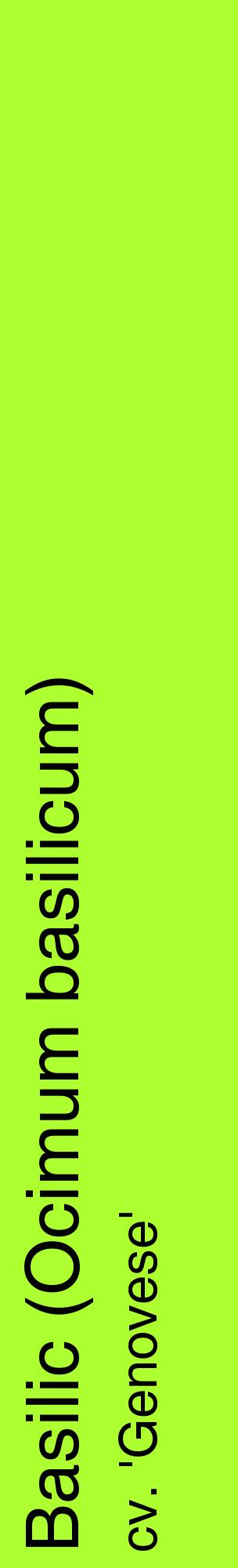 Étiquette de : Ocimum basilicum cv. 'Genovese' - format c - style noire17_basiquehel avec comestibilité