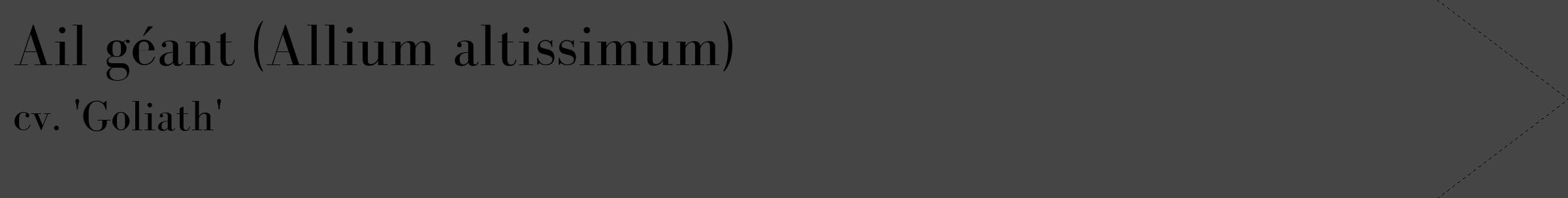 Étiquette de : Allium altissimum cv. 'Goliath' - format c - style noire58_simple_simplebod avec comestibilité