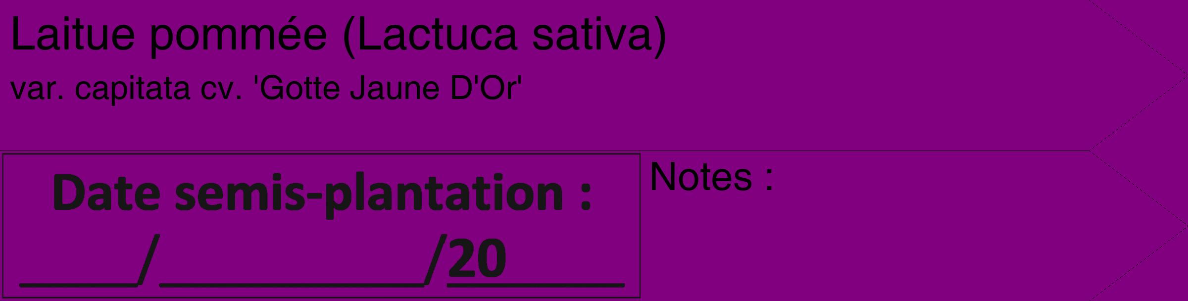 Étiquette de : Lactuca sativa var. capitata cv. 'Gotte Jaune D'Or' - format c - style noire46_simple_simplehel avec comestibilité