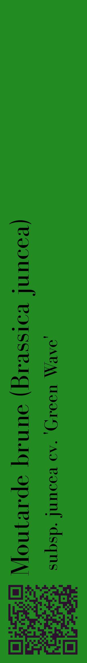 Étiquette de : Brassica juncea subsp. juncea cv. 'Green Wave' - format c - style noire10_basiquebod avec qrcode et comestibilité