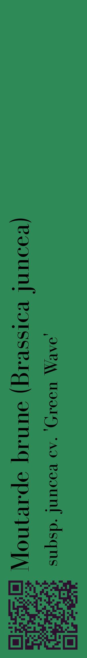 Étiquette de : Brassica juncea subsp. juncea cv. 'Green Wave' - format c - style noire11_basiquebod avec qrcode et comestibilité