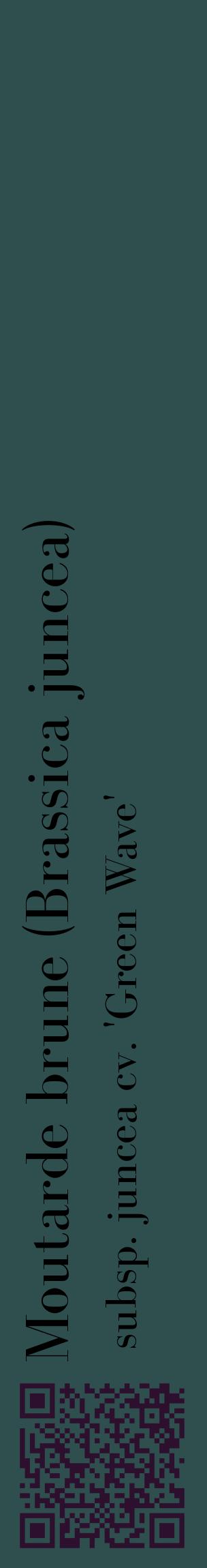 Étiquette de : Brassica juncea subsp. juncea cv. 'Green Wave' - format c - style noire58_basiquebod avec qrcode et comestibilité