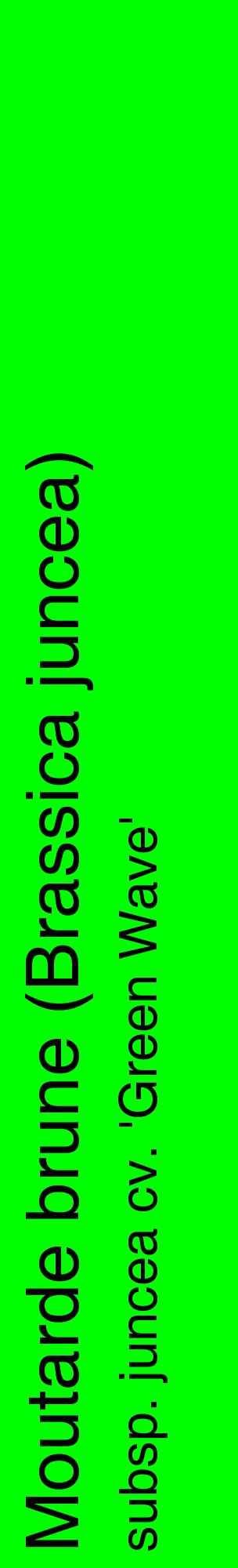 Étiquette de : Brassica juncea subsp. juncea cv. 'Green Wave' - format c - style noire16_basiquehel avec comestibilité