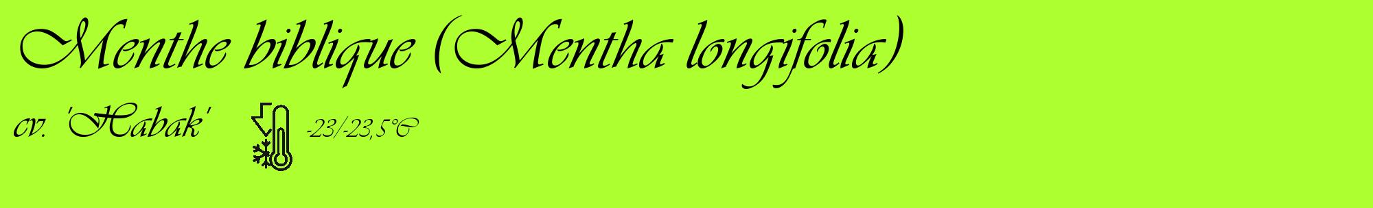 Étiquette de : Mentha longifolia cv. 'Habak' - format c - style noire17_basique_basiqueviv avec comestibilité