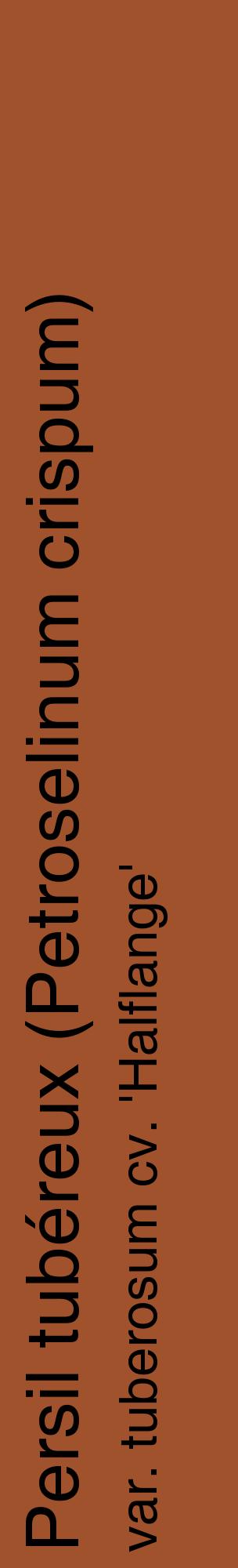 Étiquette de : Petroselinum crispum var. tuberosum cv. 'Halflange' - format c - style noire32_basiquehel avec comestibilité