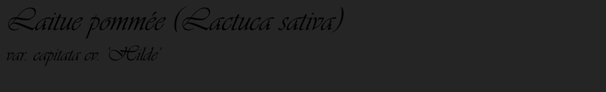 Étiquette de : Lactuca sativa var. capitata cv. 'Hilde' - format c - style noire47_basique_basiqueviv avec comestibilité
