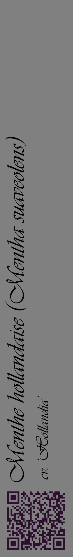 Étiquette de : Mentha suaveolens cv. 'Hollandia' - format c - style noire57_basiqueviv avec qrcode et comestibilité