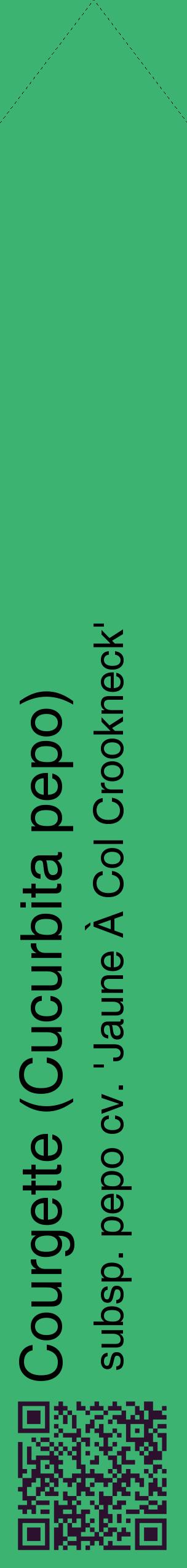 Étiquette de : Cucurbita pepo subsp. pepo cv. 'Jaune À Col Crookneck' - format c - style noire12_simplehel avec qrcode et comestibilité