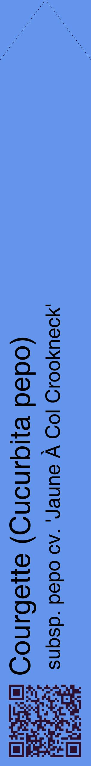 Étiquette de : Cucurbita pepo subsp. pepo cv. 'Jaune À Col Crookneck' - format c - style noire4_simplehel avec qrcode et comestibilité