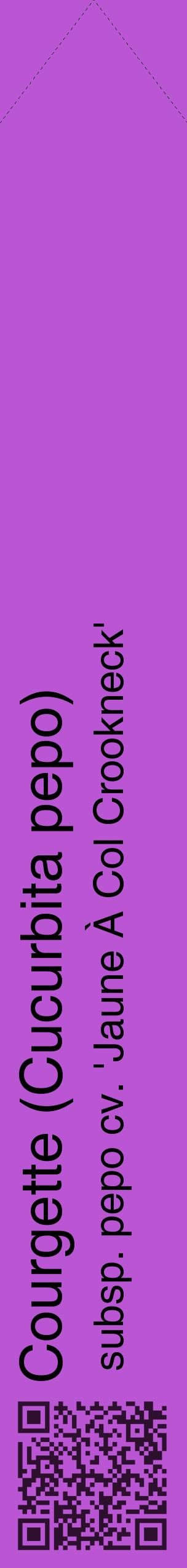 Étiquette de : Cucurbita pepo subsp. pepo cv. 'Jaune À Col Crookneck' - format c - style noire50_simplehel avec qrcode et comestibilité