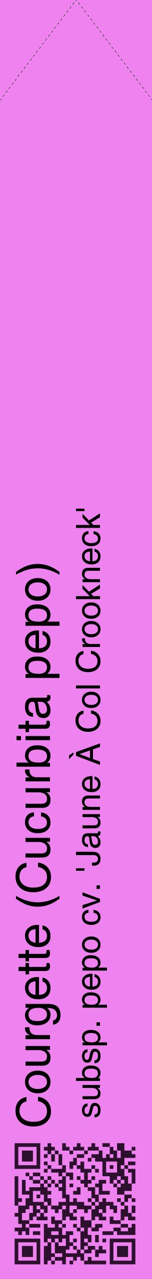 Étiquette de : Cucurbita pepo subsp. pepo cv. 'Jaune À Col Crookneck' - format c - style noire53_simplehel avec qrcode et comestibilité