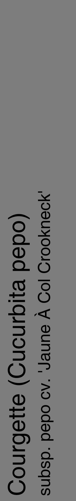 Étiquette de : Cucurbita pepo subsp. pepo cv. 'Jaune À Col Crookneck' - format c - style noire35_basique_basiquehel avec comestibilité - position verticale