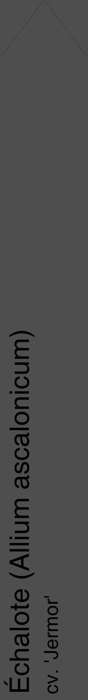 Étiquette de : Allium ascalonicum cv. 'Jermor' - format c - style noire33_simple_simplehel avec comestibilité - position verticale