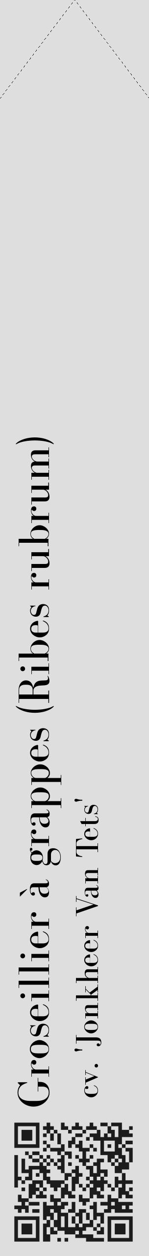 Étiquette de : Ribes rubrum cv. 'Jonkheer Van Tets' - format c - style noire20_simple_simplebod avec qrcode et comestibilité - position verticale