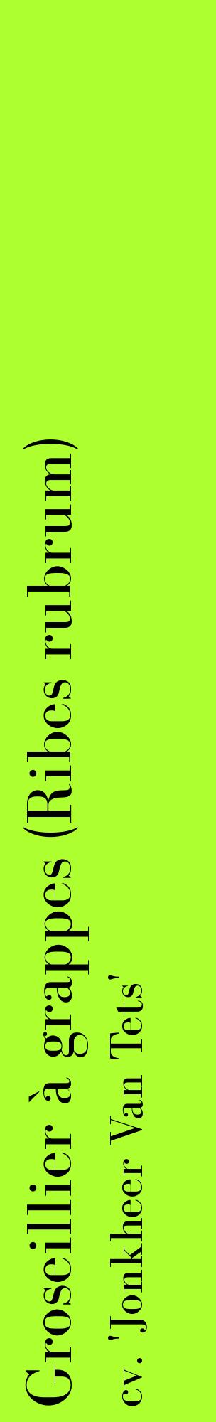 Étiquette de : Ribes rubrum cv. 'Jonkheer Van Tets' - format c - style noire17_basiquebod avec comestibilité