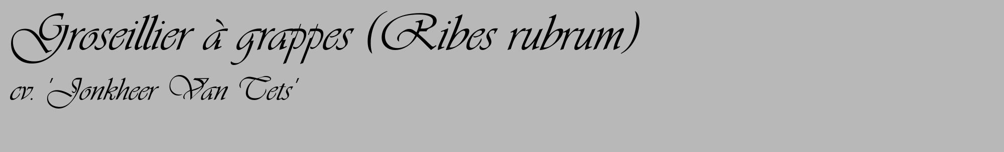 Étiquette de : Ribes rubrum cv. 'Jonkheer Van Tets' - format c - style noire39_basique_basiqueviv avec comestibilité