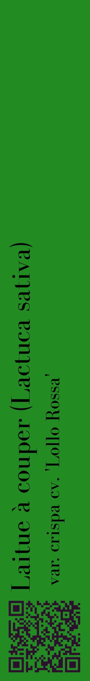 Étiquette de : Lactuca sativa var. crispa cv. 'Lollo Rossa' - format c - style noire10_basiquebod avec qrcode et comestibilité
