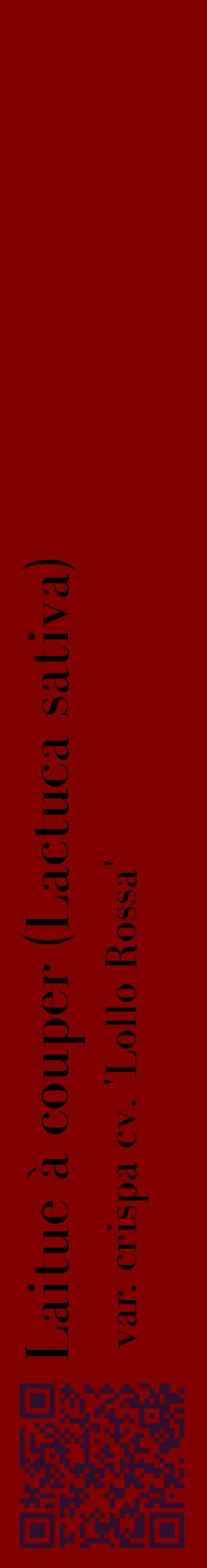 Étiquette de : Lactuca sativa var. crispa cv. 'Lollo Rossa' - format c - style noire29_basiquebod avec qrcode et comestibilité