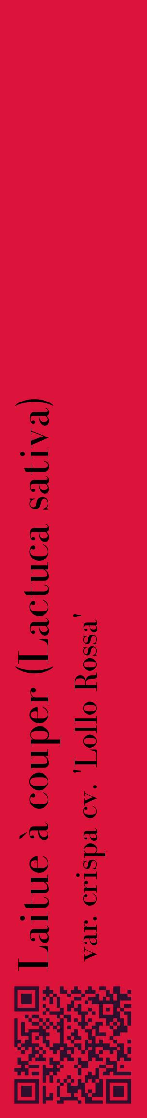 Étiquette de : Lactuca sativa var. crispa cv. 'Lollo Rossa' - format c - style noire36_basiquebod avec qrcode et comestibilité