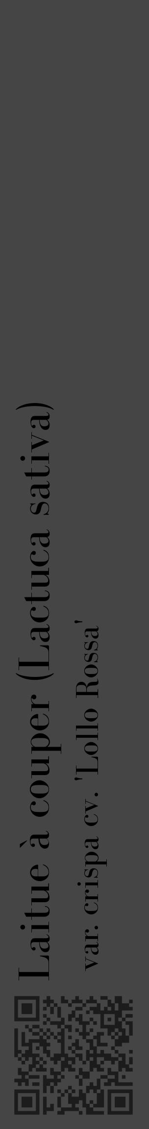 Étiquette de : Lactuca sativa var. crispa cv. 'Lollo Rossa' - format c - style noire58_basique_basiquebod avec qrcode et comestibilité - position verticale