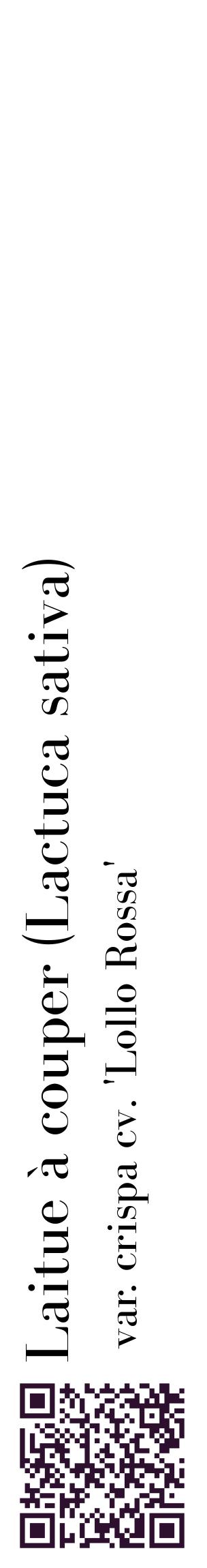 Étiquette de : Lactuca sativa var. crispa cv. 'Lollo Rossa' - format c - style noire60_basiquebod avec qrcode et comestibilité