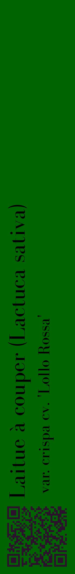 Étiquette de : Lactuca sativa var. crispa cv. 'Lollo Rossa' - format c - style noire8_basiquebod avec qrcode et comestibilité