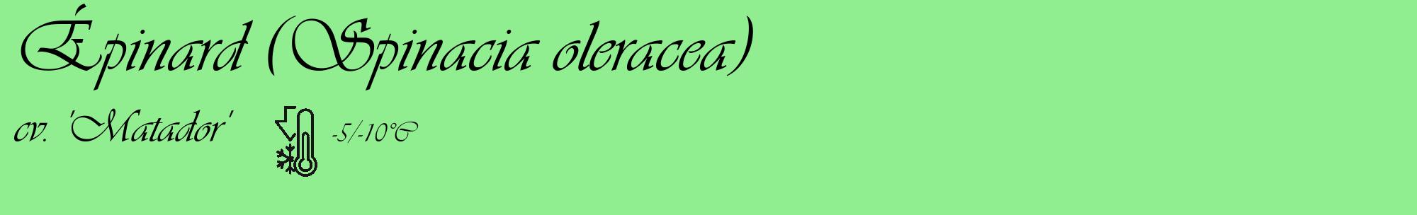 Étiquette de : Spinacia oleracea cv. 'Matador' - format c - style noire15_basique_basiqueviv avec comestibilité
