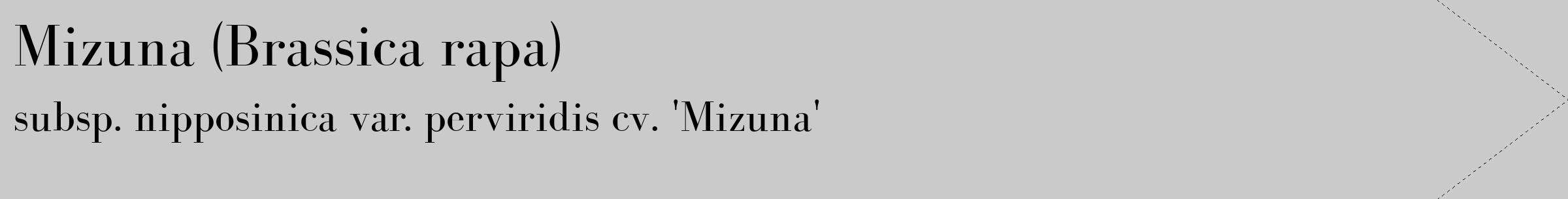 Étiquette de : Brassica rapa subsp. nipposinica var. perviridis cv. 'Mizuna' - format c - style noire21_simple_simplebod avec comestibilité
