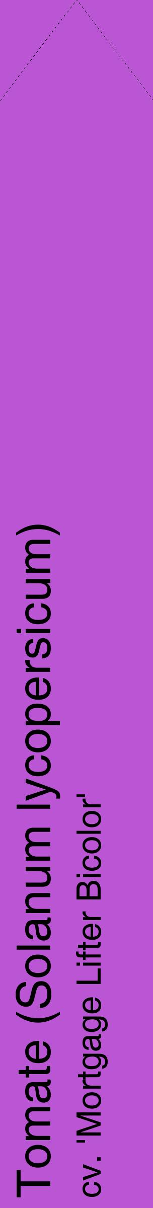 Étiquette de : Solanum lycopersicum cv. 'Mortgage Lifter Bicolor' - format c - style noire50_simplehel avec comestibilité