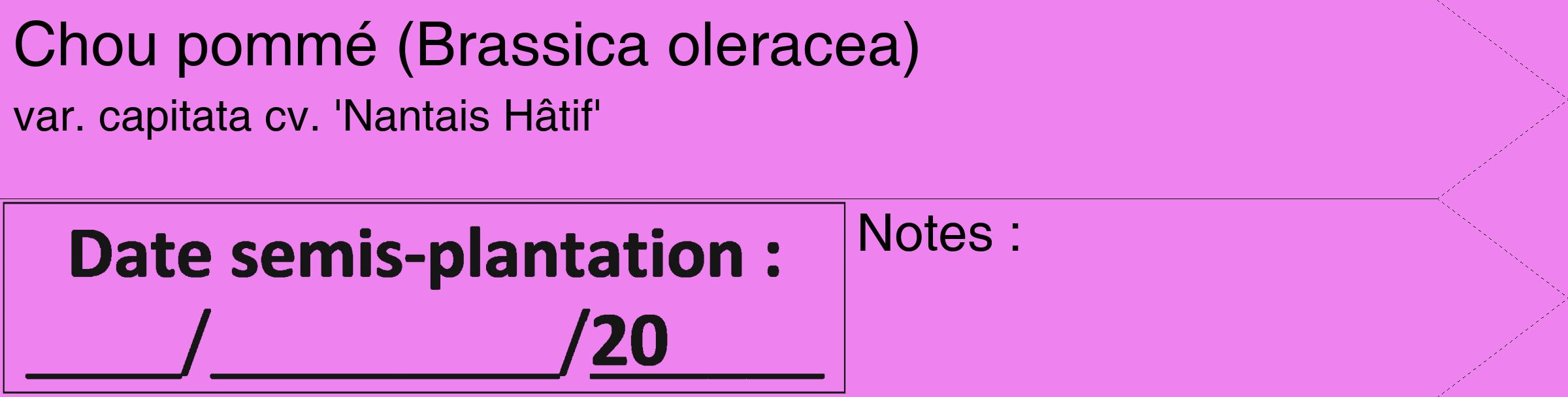 Étiquette de : Brassica oleracea var. capitata cv. 'Nantais Hâtif' - format c - style noire53_simple_simplehel avec comestibilité