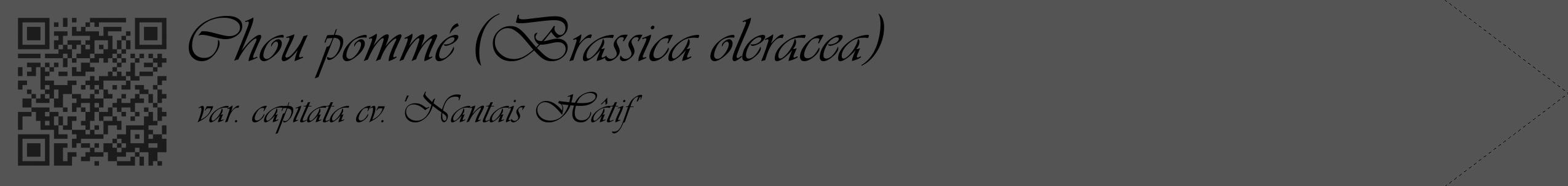 Étiquette de : Brassica oleracea var. capitata cv. 'Nantais Hâtif' - format c - style noire36_simple_simpleviv avec qrcode et comestibilité