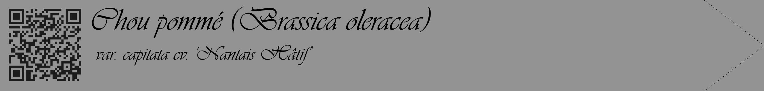 Étiquette de : Brassica oleracea var. capitata cv. 'Nantais Hâtif' - format c - style noire44_simple_simpleviv avec qrcode et comestibilité