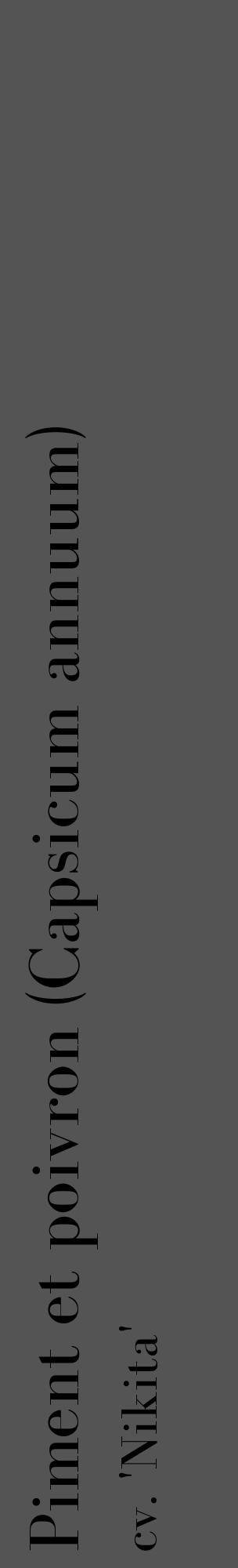Étiquette de : Capsicum annuum cv. 'Nikita' - format c - style noire30_basique_basiquebod avec comestibilité - position verticale
