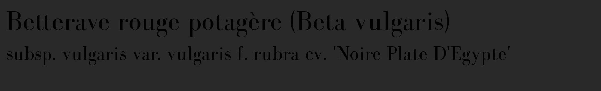Étiquette de : Beta vulgaris subsp. vulgaris var. vulgaris f. rubra cv. 'Noire Plate D'Egypte' - format c - style noire34_basique_basiquebod avec comestibilité