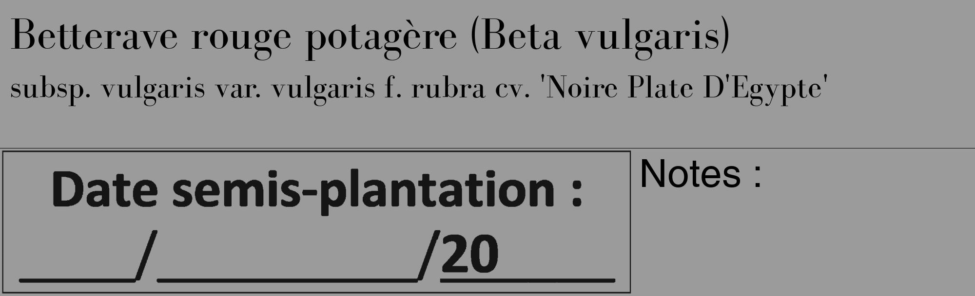 Étiquette de : Beta vulgaris subsp. vulgaris var. vulgaris f. rubra cv. 'Noire Plate D'Egypte' - format c - style noire52_basique_basiquebod avec comestibilité