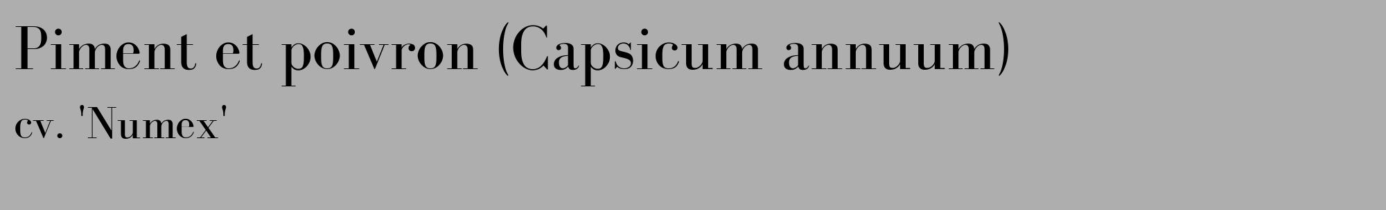 Étiquette de : Capsicum annuum cv. 'Numex' - format c - style noire53_basique_basiquebod avec comestibilité