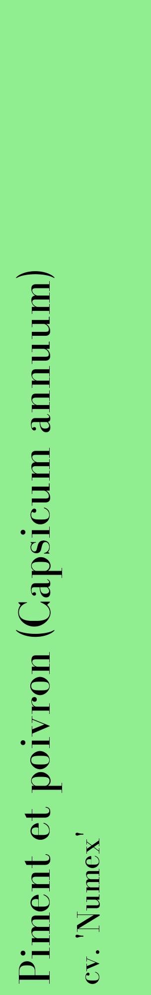 Étiquette de : Capsicum annuum cv. 'Numex' - format c - style noire15_basiquebod avec comestibilité