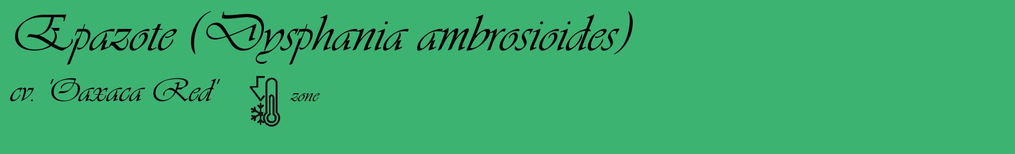 Étiquette de : Dysphania ambrosioides cv. 'Oaxaca Red' - format c - style noire12_basique_basiqueviv avec comestibilité