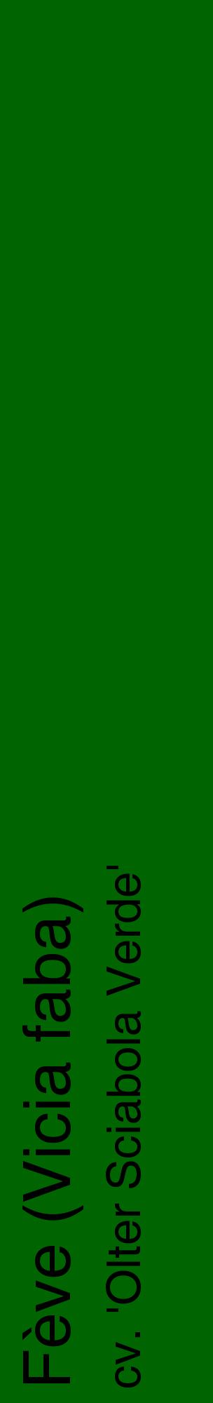 Étiquette de : Vicia faba cv. 'Olter Sciabola Verde' - format c - style noire8_basiquehel avec comestibilité