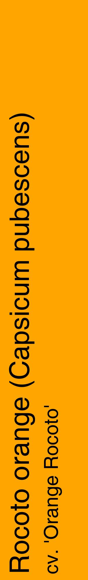 Étiquette de : Capsicum pubescens cv. 'Orange Rocoto' - format c - style noire22_basiquehel avec comestibilité