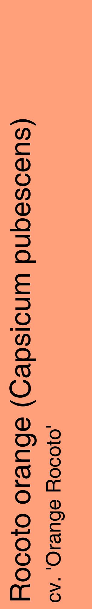 Étiquette de : Capsicum pubescens cv. 'Orange Rocoto' - format c - style noire39_basiquehel avec comestibilité