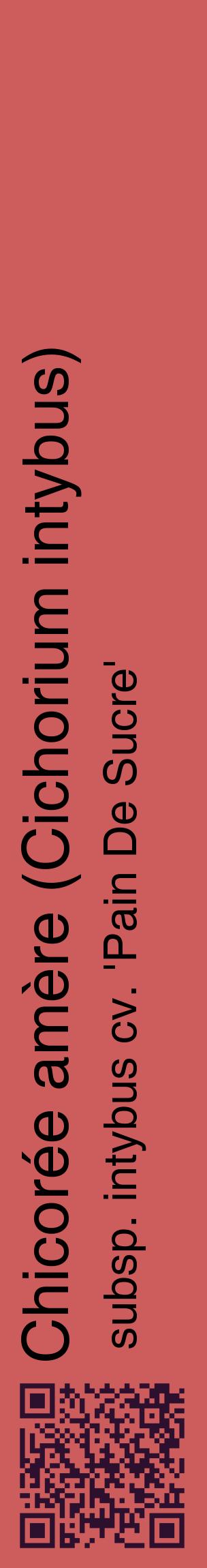 Étiquette de : Cichorium intybus subsp. intybus cv. 'Pain De Sucre' - format c - style noire35_basiquehel avec qrcode et comestibilité