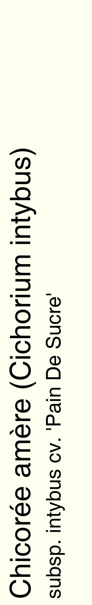 Étiquette de : Cichorium intybus subsp. intybus cv. 'Pain De Sucre' - format c - style noire19_basiquehel avec comestibilité