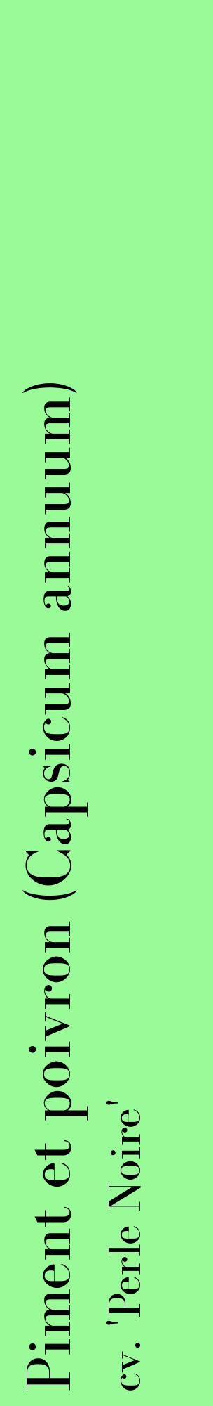 Étiquette de : Capsicum annuum cv. 'Perle Noire' - format c - style noire14_basiquebod avec comestibilité
