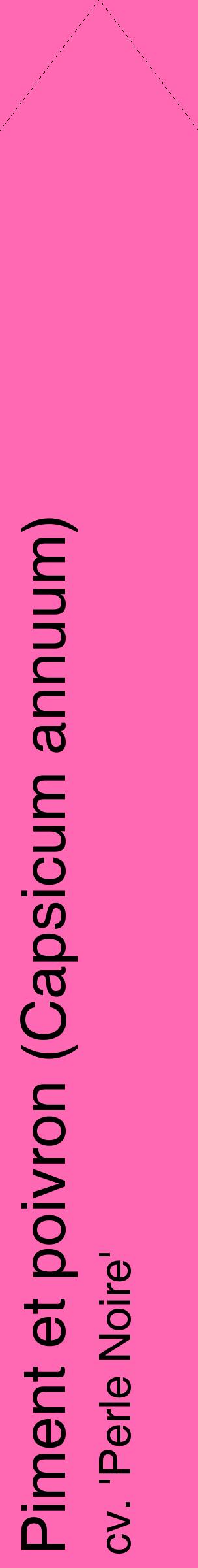Étiquette de : Capsicum annuum cv. 'Perle Noire' - format c - style noire42_simplehel avec comestibilité