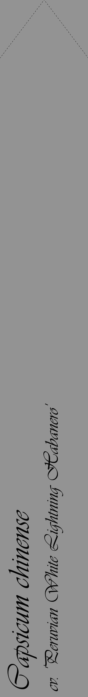 Étiquette de : Capsicum chinense cv. 'Peruvian White Lightning Habanero' - format c - style noire44_simple_simpleviv avec comestibilité - position verticale