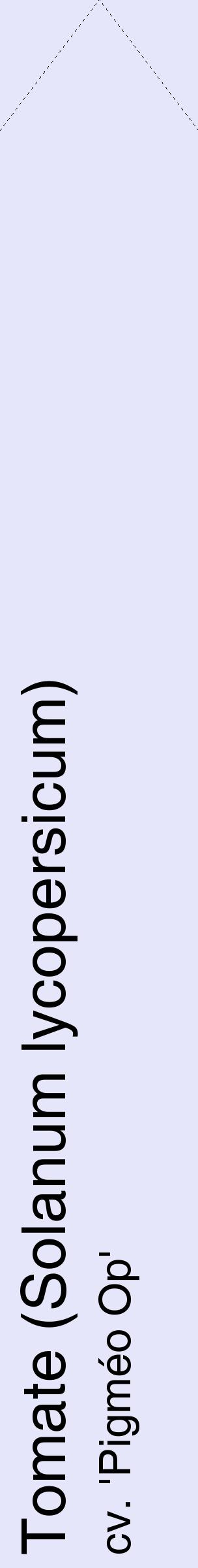 Étiquette de : Solanum lycopersicum cv. 'Pigméo Op' - format c - style noire55_simplehel avec comestibilité