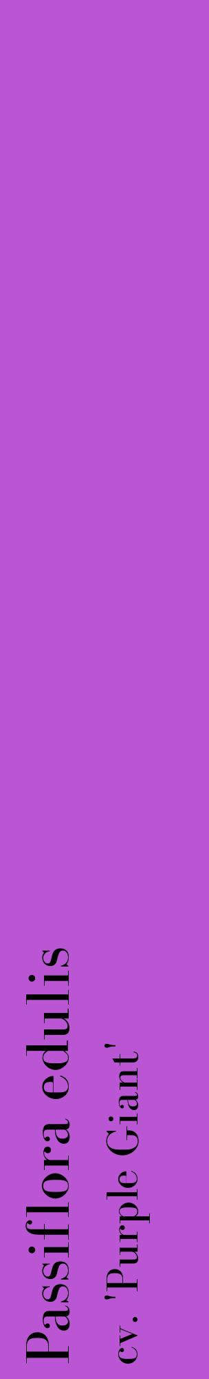 Étiquette de : Passiflora edulis cv. 'Purple Giant' - format c - style noire50_basiquebod avec comestibilité